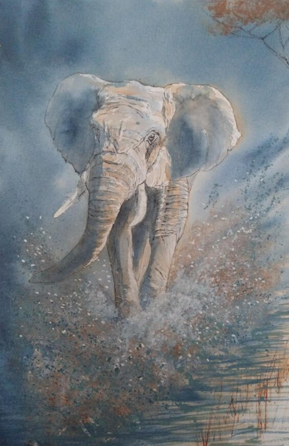 The Paddling Elephant